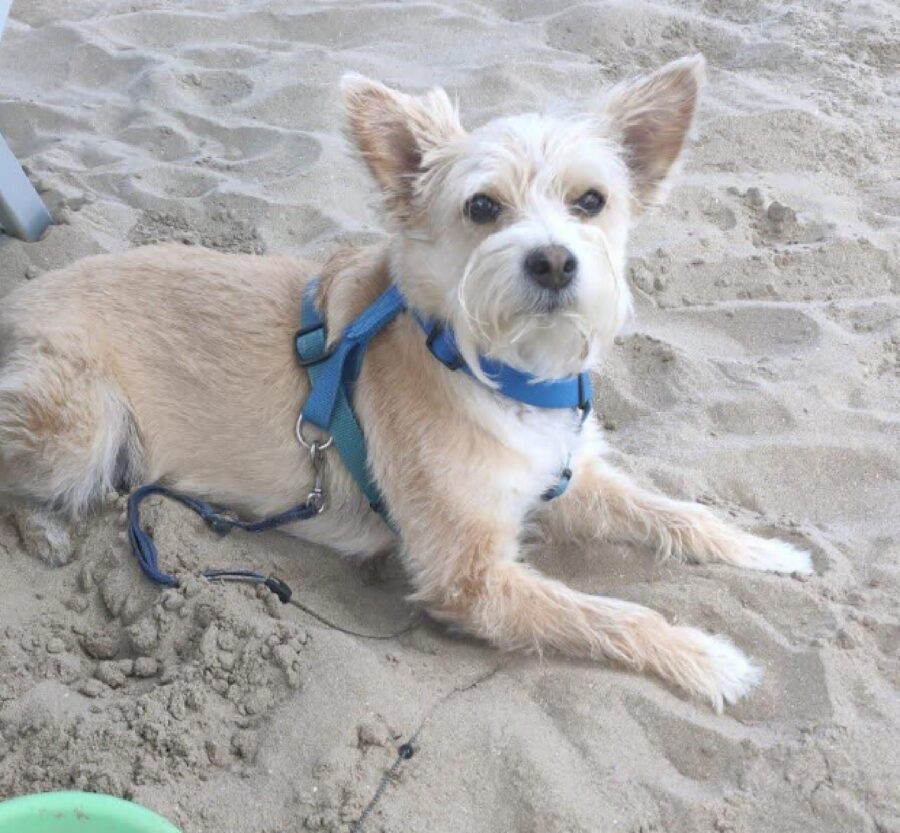 cagnolino pettorina colore blu 