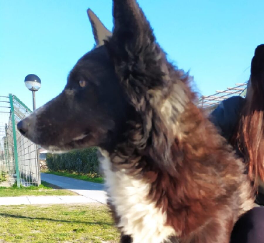 cagnolina burla cielo azzurro 