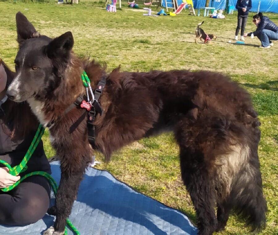 cagnolina burla al parco 