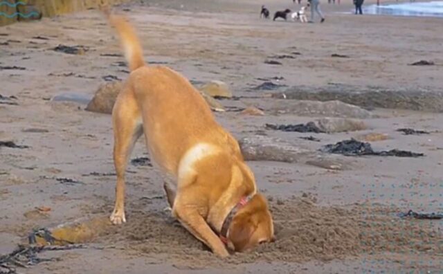 Cane aiuta la proprietaria a raccogliere i rifiuti in spiaggia