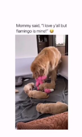 Mamma cane porta via un giocattolo ai suoi cuccioli (VIDEO)