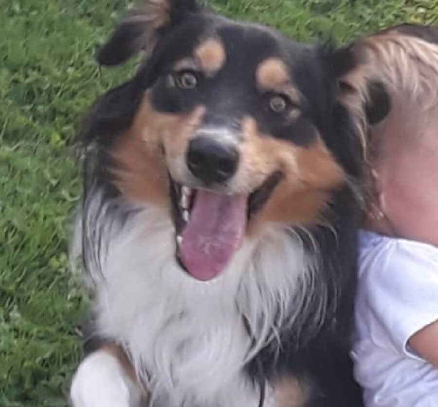 cane sorridente sul prato 