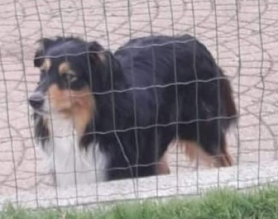 cagnolino pelo prevalentemente nero 