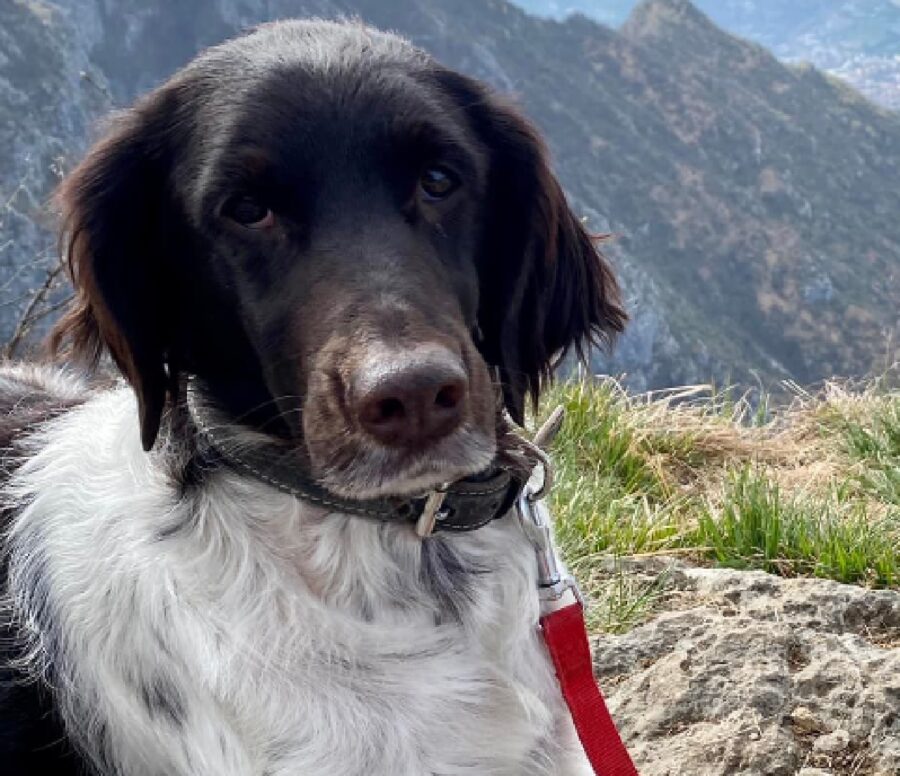 cane yuki collare e guinzaglio 