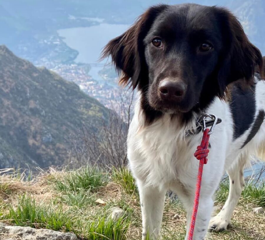 cagnolina dora faccia nera 