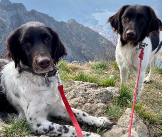 Piani Resinelli, smarriti i due fratelli Dora e Yuki, la coppia di cani potrebbe essersi addentrata nei boschi