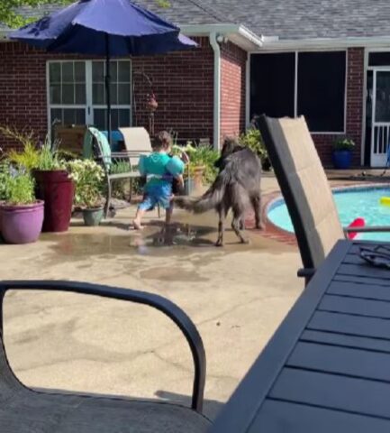 Cane protegge il suo amico umano dalla piscina (VIDEO)