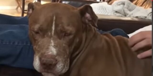 Il cagnolone Pit Bull Hero ha conosciuto l’amore dopo anni di abusi (VIDEO)