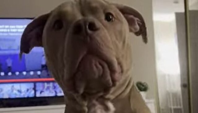 Un Pit Bull giovane scodinzola ogni volta che il suo umano ride (VIDEO)