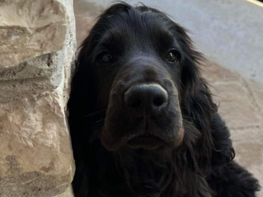 cane dettaglio volto leo 