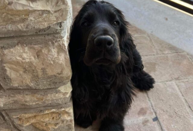 Poggio Fidoni, annunciato lo smarrimento di Leo, il giovane cagnolino di razza Cocker