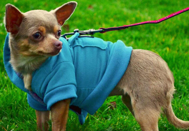 5 prodotti di bellezza per il cane Chihuahua, i migliori