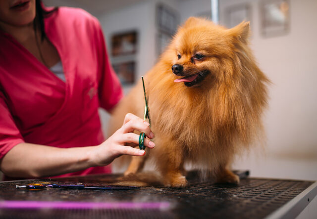 5 prodotti di bellezza per il cane Pomerania, per essere una vera star