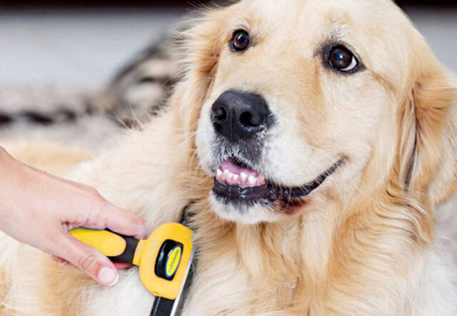 5 prodotti per la cura del cane Golden Retriever, il più bello di tutti