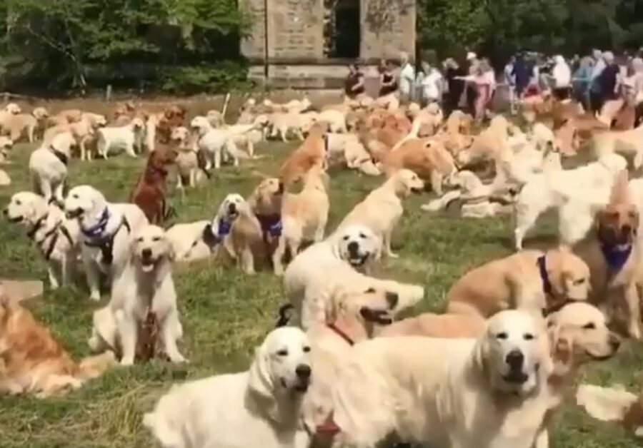 raduno cani di razza