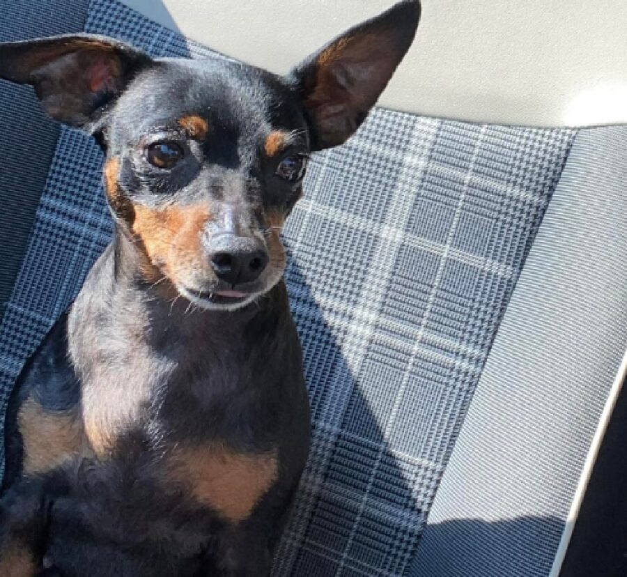 cagnolina baciata dal sole 