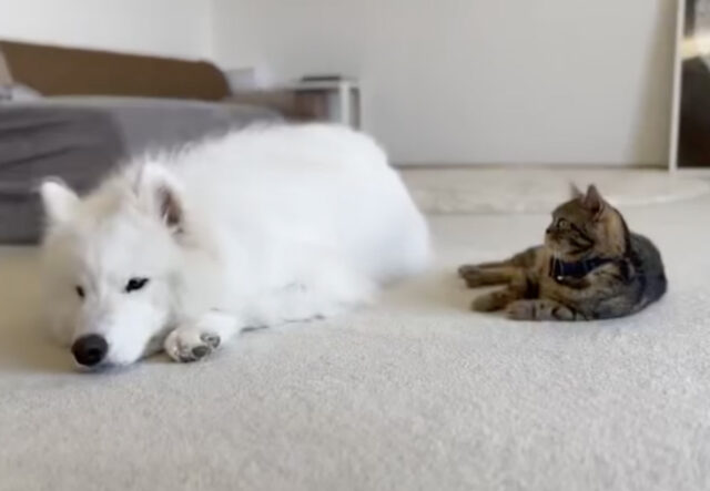 cane samoiedo e gattino stanchi