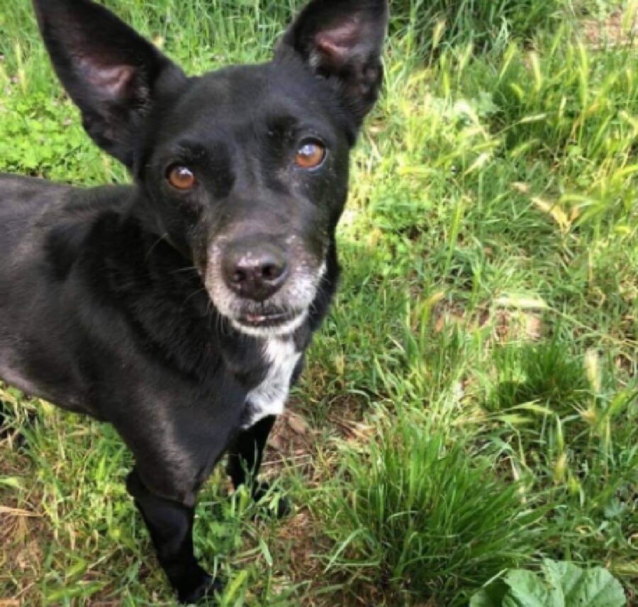 cane meticcio anziano sul prato 