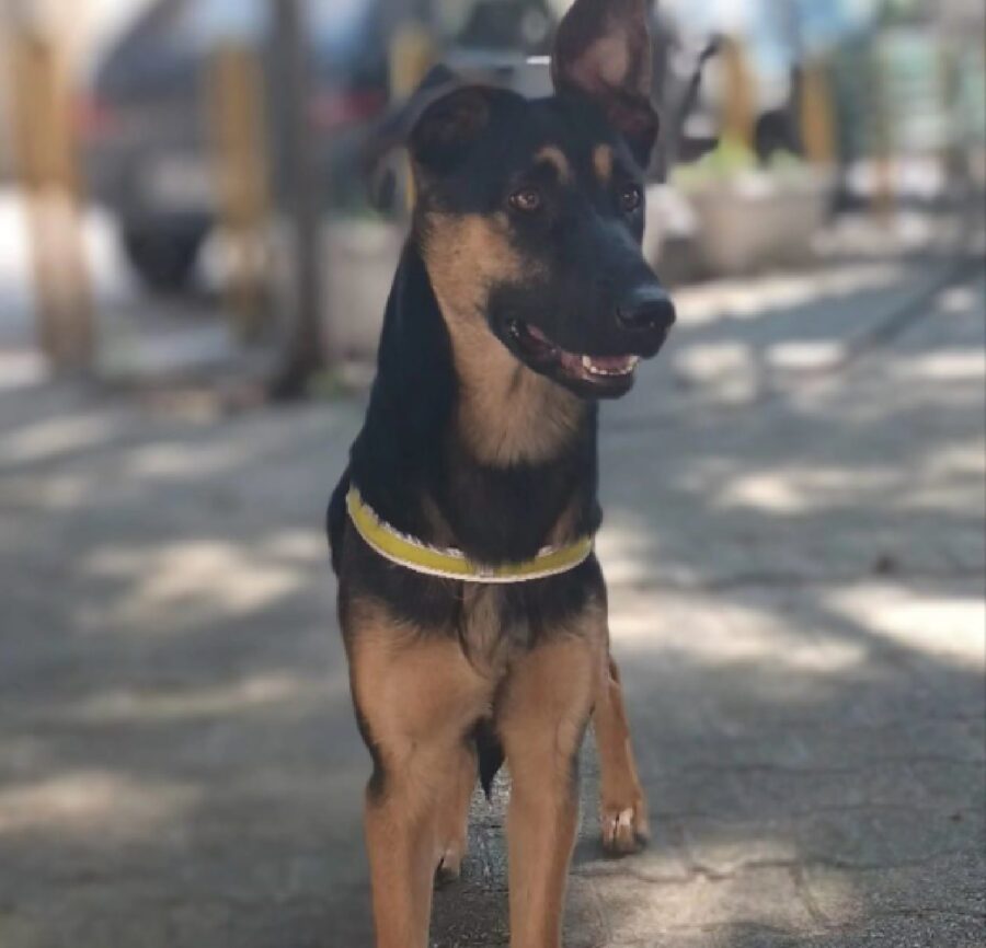 cagnolina freya orecchio basso 