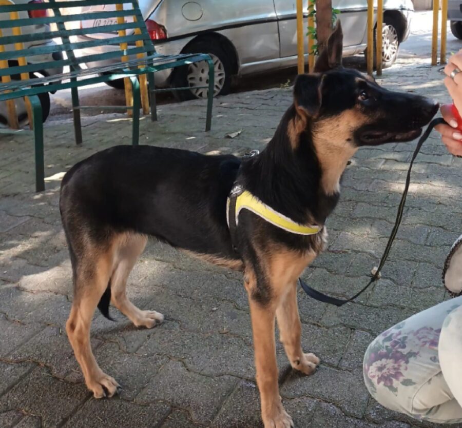 cagnolina pettorina gialla e grigia 