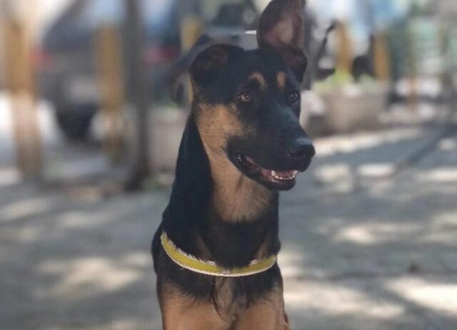 Santa Lucia, scappata via di casa la cagnolina Freya, seguono ore decisive