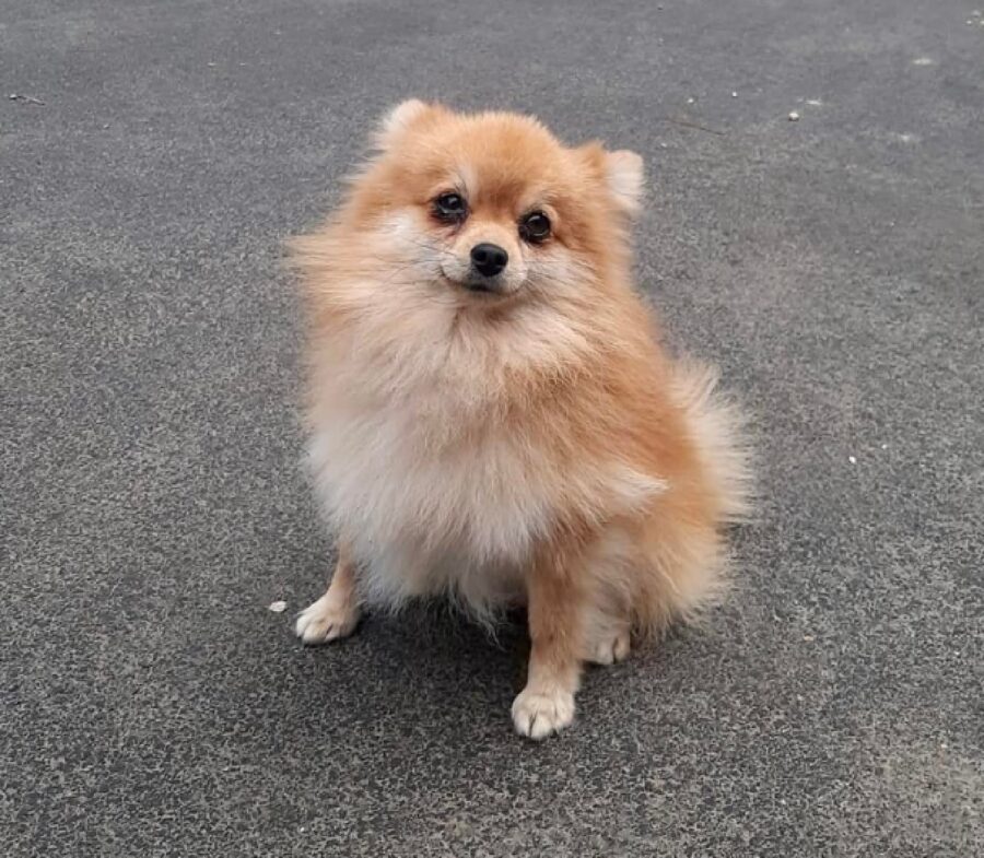 cagnolino guarda in camera 