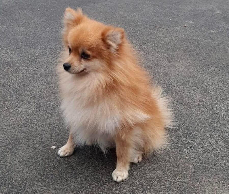 cagnolino piccolo di stazza 