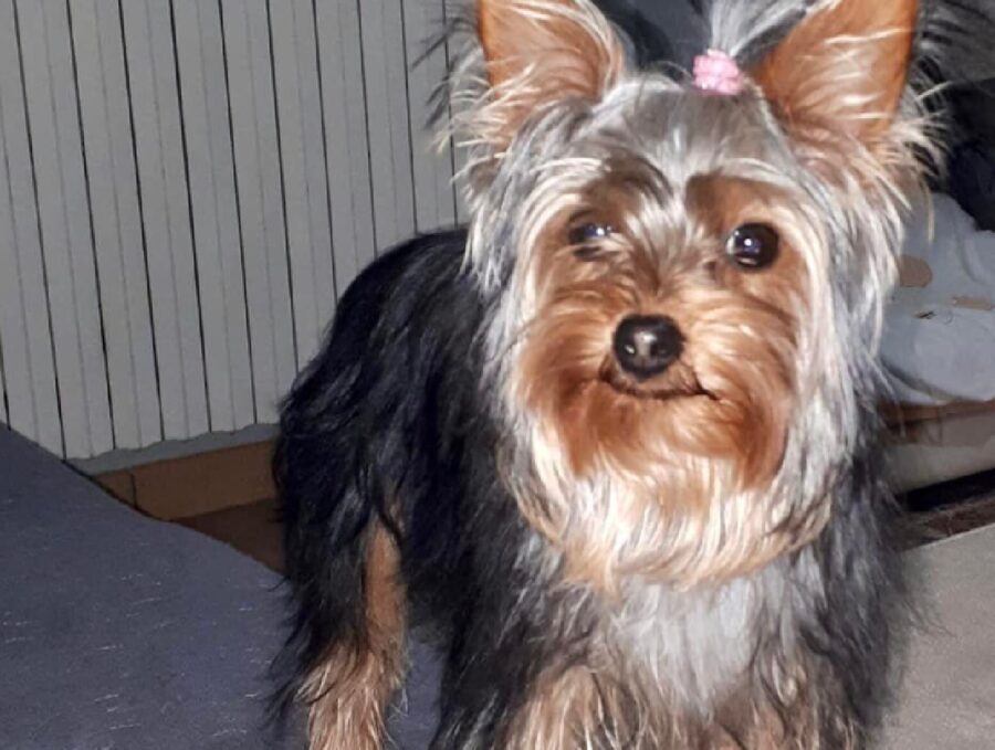 cagnolina fiocco rosa pelo testa 