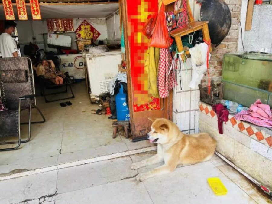 cane in macelleria