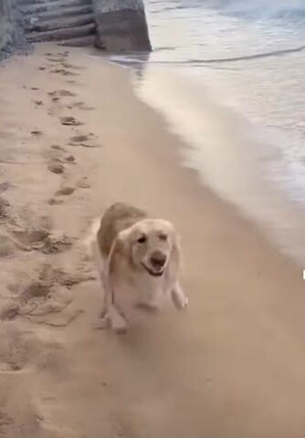 Simpatico cagnolino va in spiaggia per la prima volta (VIDEO)