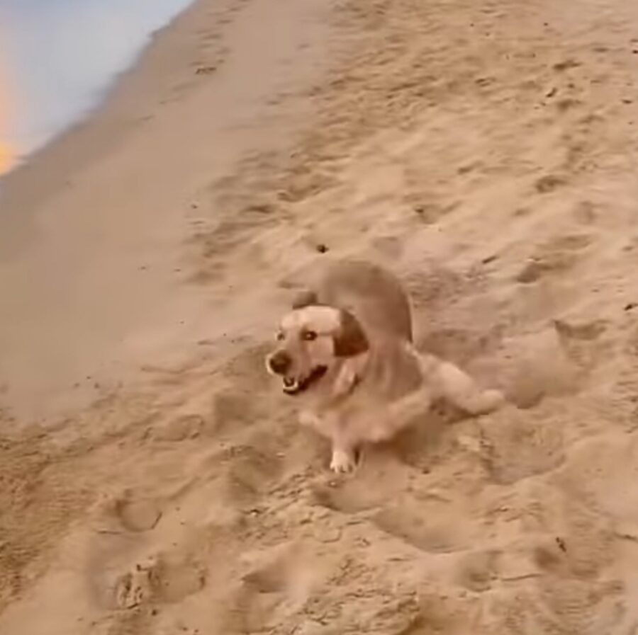 simpatico cagnolino va in spiaggia per la prima volta