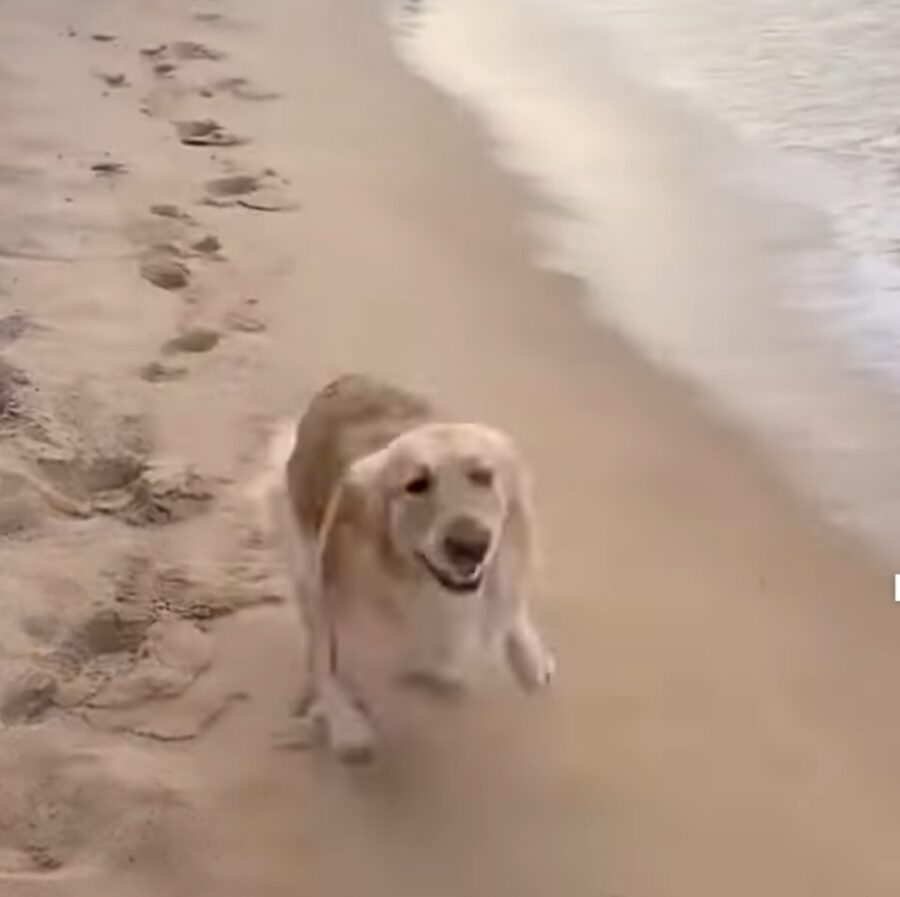 video di un simpatico cagnolino