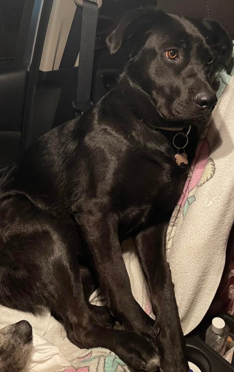 cagnolina di colore nero