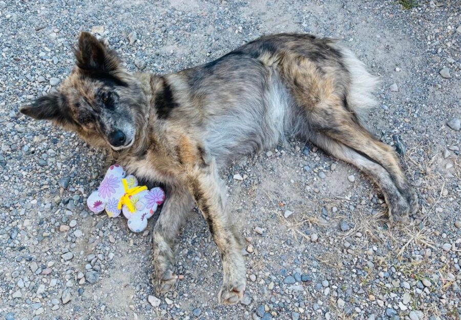 cucciola distesa sull'asfalto