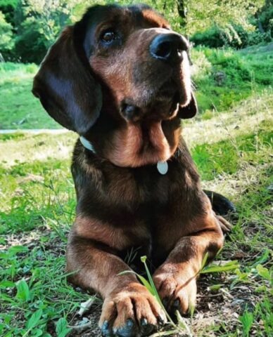 Parco dell’Antola, smarrito Nano, un dolcissimo e timido cagnolone