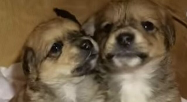 Sorelle cucciole abbandonate in una scatola hanno atteso che il loro destino cambiasse (VIDEO)