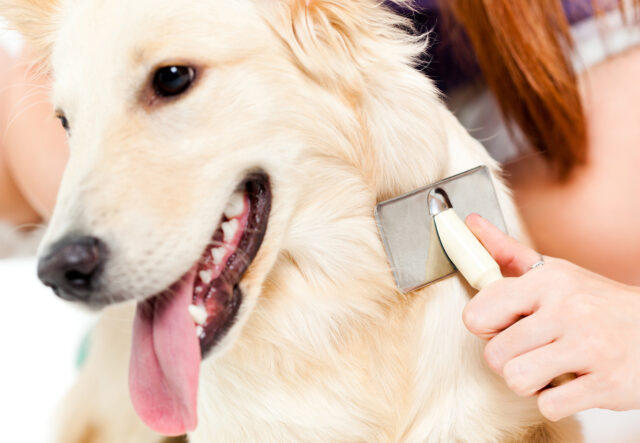 5 spazzole per il cane Golden Retriever, le migliori per il pelo di Fido