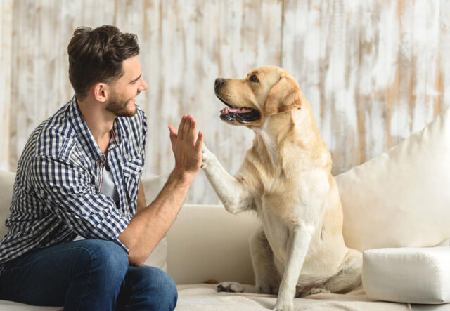 5 spazzole per il cane Labrador, le più efficaci per il suo pelo