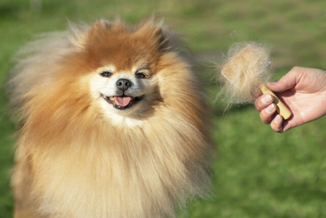 spazzole per il cane Pomerania con pelo con nodi