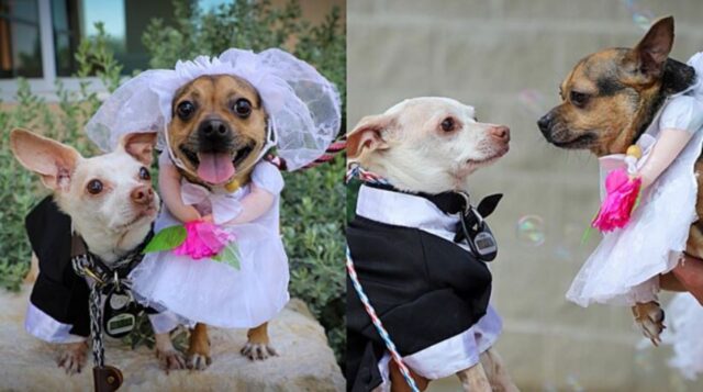 Cani dolcissimi che si sposano: il matrimonio del secolo