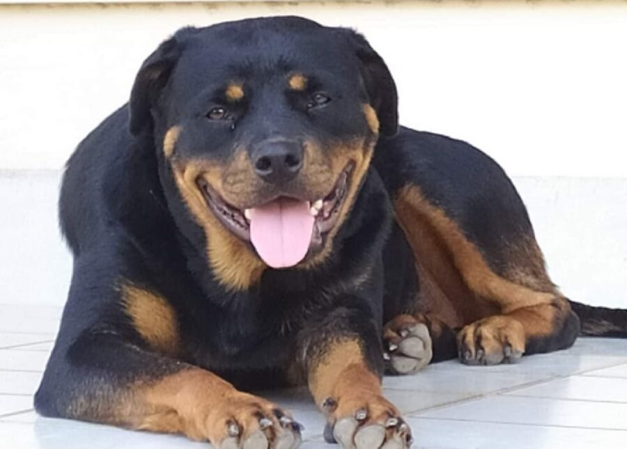 cucciola pelo nero focato 