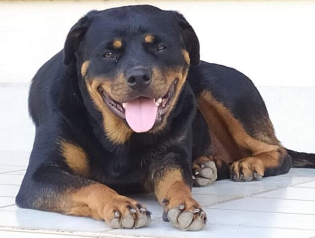 Tricase, famiglia alla ricerca della dolce Gina, la cagnolina Rottweiler è stata avvistata