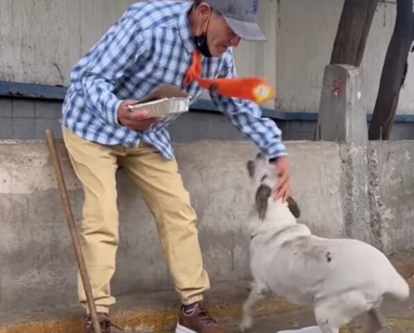 Cane che vive con un senzatetto ormai famoso in tutto il mondo