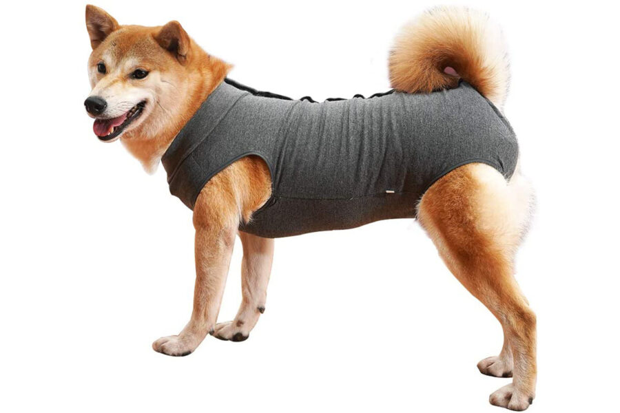 vestiti estivi per i cuccioli di cane con esigenze specifiche