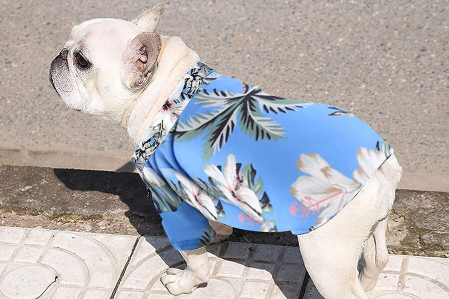 camicia hawaiana fra vestitini estivi per il cane 