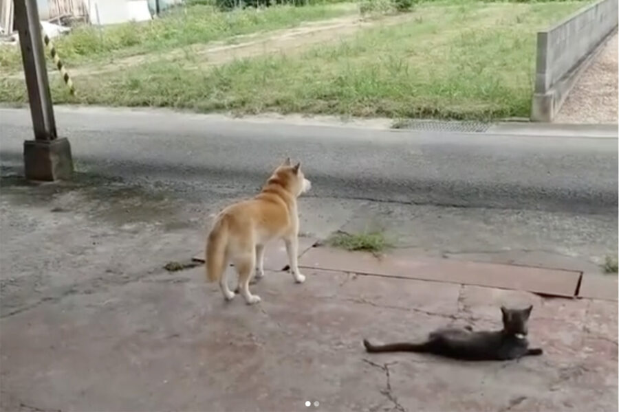 cane Akita e gatto in attesa davanti casa