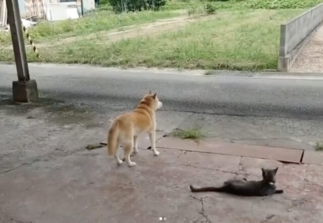 cane Akita e gatto in attesa per qualcosa