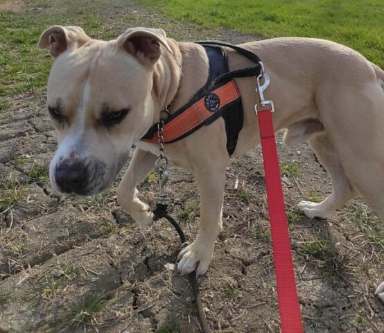 Aron: Amstaff curioso e attento desidera una famiglia piena d’amore