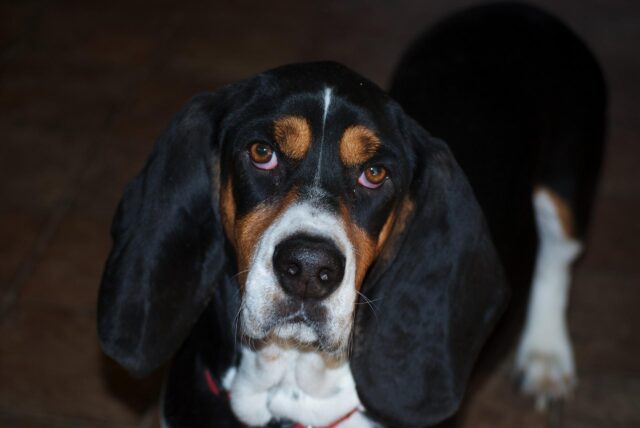 Donna scambia ripetutamente un ufficio per un asilo per cani