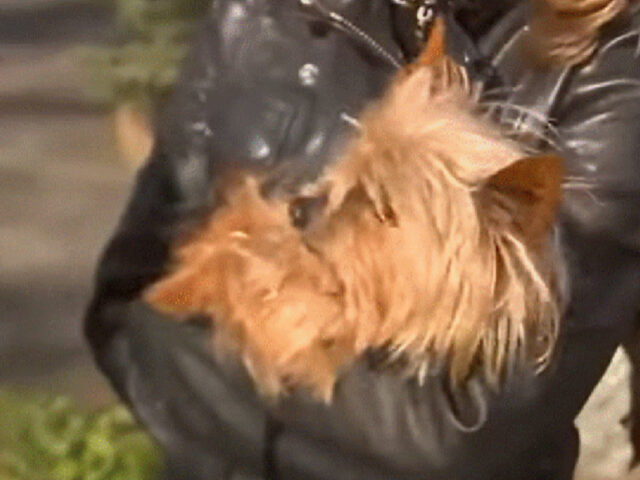 Famiglia si riunisce con il cane rubato 11 anni prima